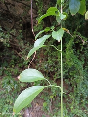 Neoalsomitra clavigera