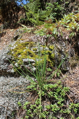 Ottoa oenanthoides