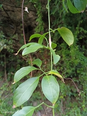 Neoalsomitra clavigera