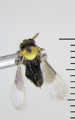 Aphelinidae
