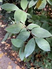 Elaeagnus pungens