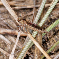 Stichopogon scaliger