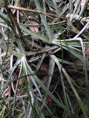 Tillandsia schiedeana