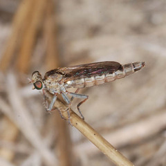 Stichopogon scaliger