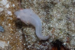 Apletodon pellegrini