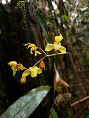 Bifrenaria charlesworthii