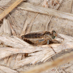 Stichopogon scaliger