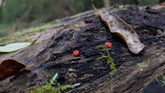 Scutellinia