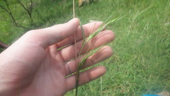 Themeda quadrivalvis image