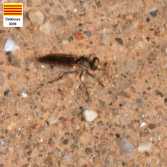 Stichopogon elegantulus