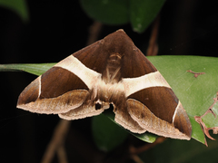 Bastilla crameri