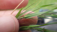 Themeda quadrivalvis image