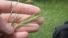 Themeda quadrivalvis image