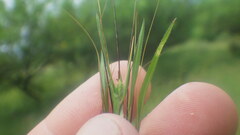 Themeda quadrivalvis image