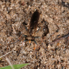 Stichopogon scaliger