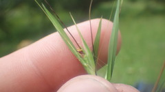 Themeda quadrivalvis image