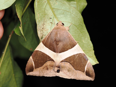 Bastilla crameri