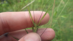 Themeda quadrivalvis image