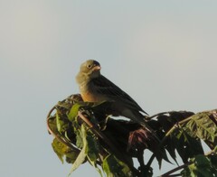Emberiza hortulana