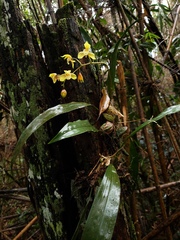 Bifrenaria charlesworthii