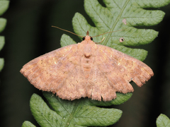 Sarobides inconclusa