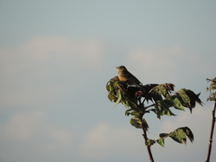 Emberiza hortulana