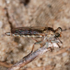 Stichopogon scaliger