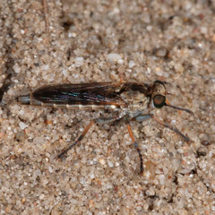 Stichopogon scaliger