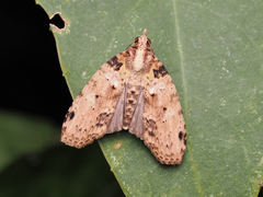 Sigmuncus arcuata