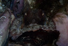 Octopus vulgaris