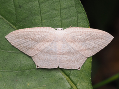Acropteris ciniferaria