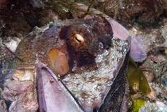 Octopus vulgaris