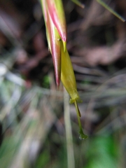 Tillandsia schiedeana