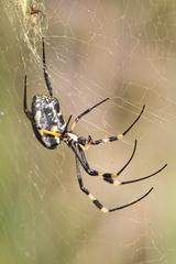 Trichonephila senegalensis