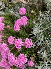 Pimelea ferruginea