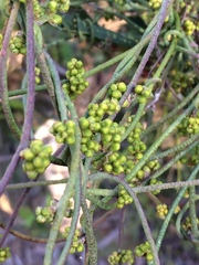 Cassytha pubescens