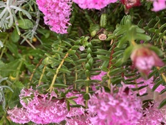 Pimelea ferruginea