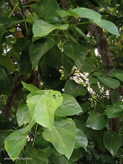 Hernandia nymphaeifolia