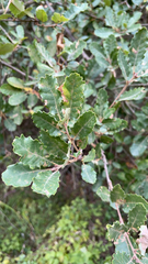 Quercus pubescens pubescens
