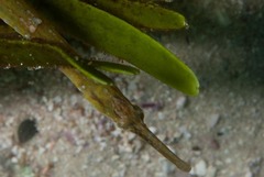 Syngnathus temminckii