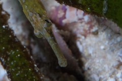 Syngnathus temminckii