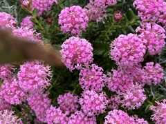 Pimelea ferruginea