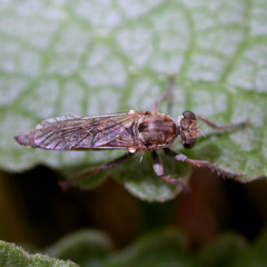 Stichopogon scaliger