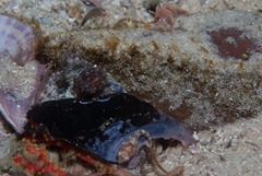 Octopus vulgaris