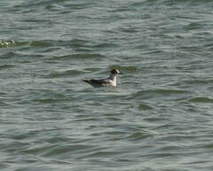 Hydrocoloeus minutus