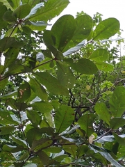 Hernandia nymphaeifolia