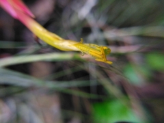 Tillandsia schiedeana