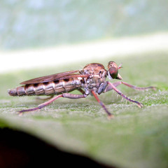 Stichopogon scaliger