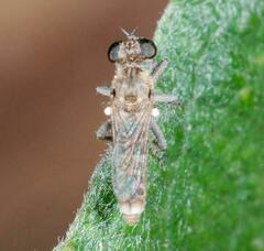 Stichopogon elegantulus