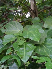 Hernandia nymphaeifolia